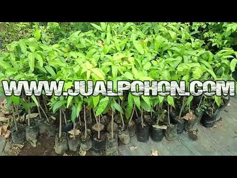 Jual Bibit Tanaman Mangga Yuwen Bisa Ditabulampot