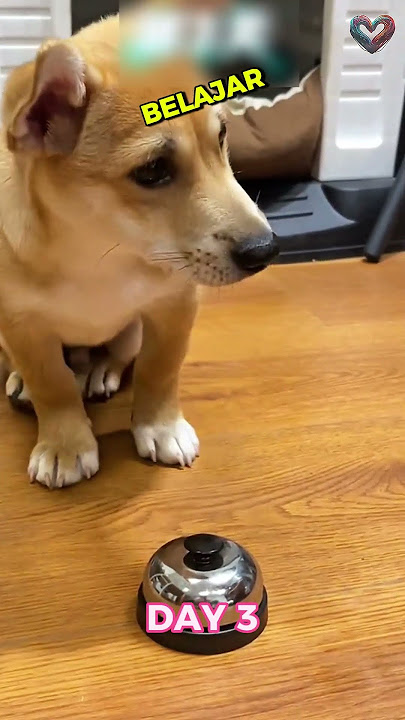 This Cute and Smart Dog Learns Fast!😂