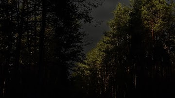 Dark Forest Thunderstorm | Approaching from a Distance | Calm Before the Storm | 3 HOURS