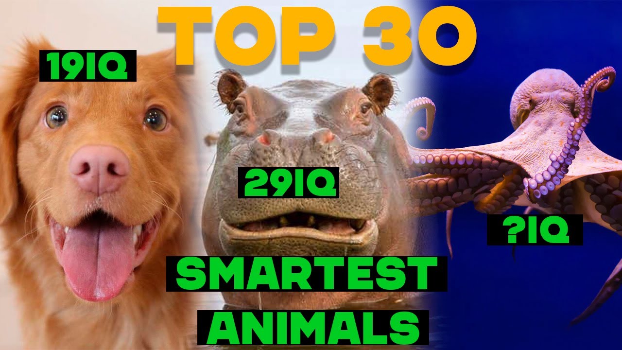 Smartest Animals in the World IQ Comparison YouTube