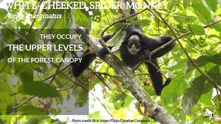 MACACO ARANHA DE TESTA BRANCA (WHITE-CHEEKED SPIDER MONKEY-ING