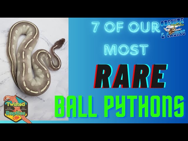 Rare Ball Python Morphs Unusual Baby Ball Pythons MorphMarket