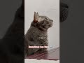 What has 4 letters ?? 🐱🧐#cat #catshorts #shortsfeed