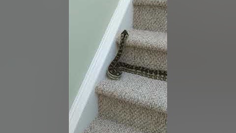Coastal Carpet python climbing stairs