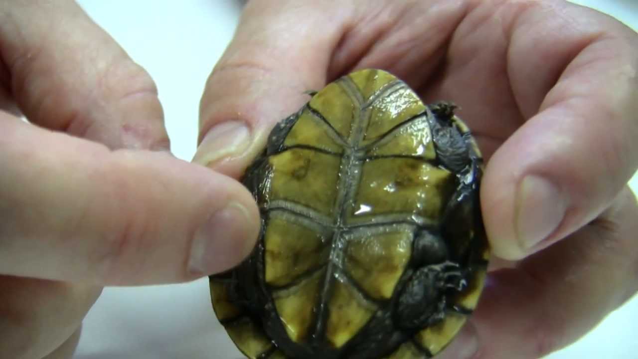 leopard print American Southwest Reptiles - 20 MINUTES UNDERGROUND #26