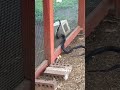 Snake in our chicken coop