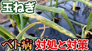 【玉ねぎ】ベト病が出てる人も、出てない人も。対策と今できる対処法