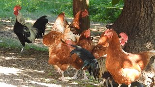 Relaxing farm scenery with chickens and church bells sound effect - 10 minutes of Animal sounds