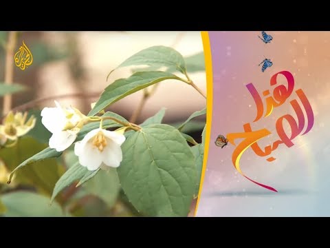 مهرجان عيد الورد بمحافظة أريانة التونسية 🌅