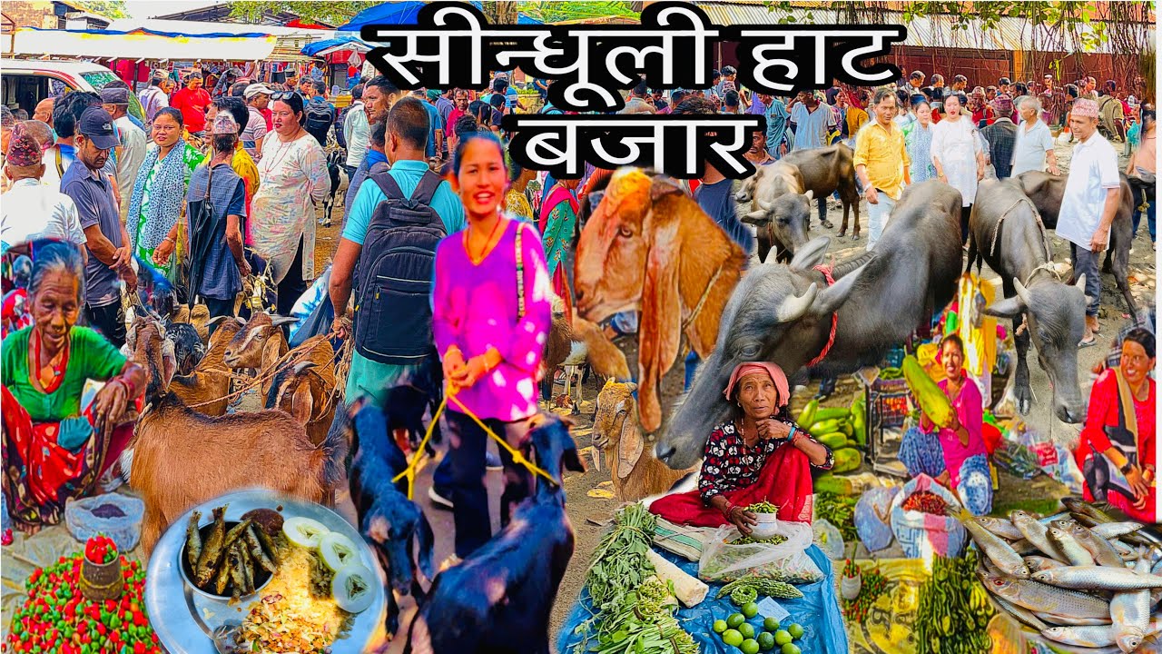 SINDHULI KHASI BAZAR 🇳🇵🔥पुर्वको भन्दा सस्तो खसी पाईने 😱🐐धार्नी र हाताको हीसाबमा नाप तौल गरीने बजार😱