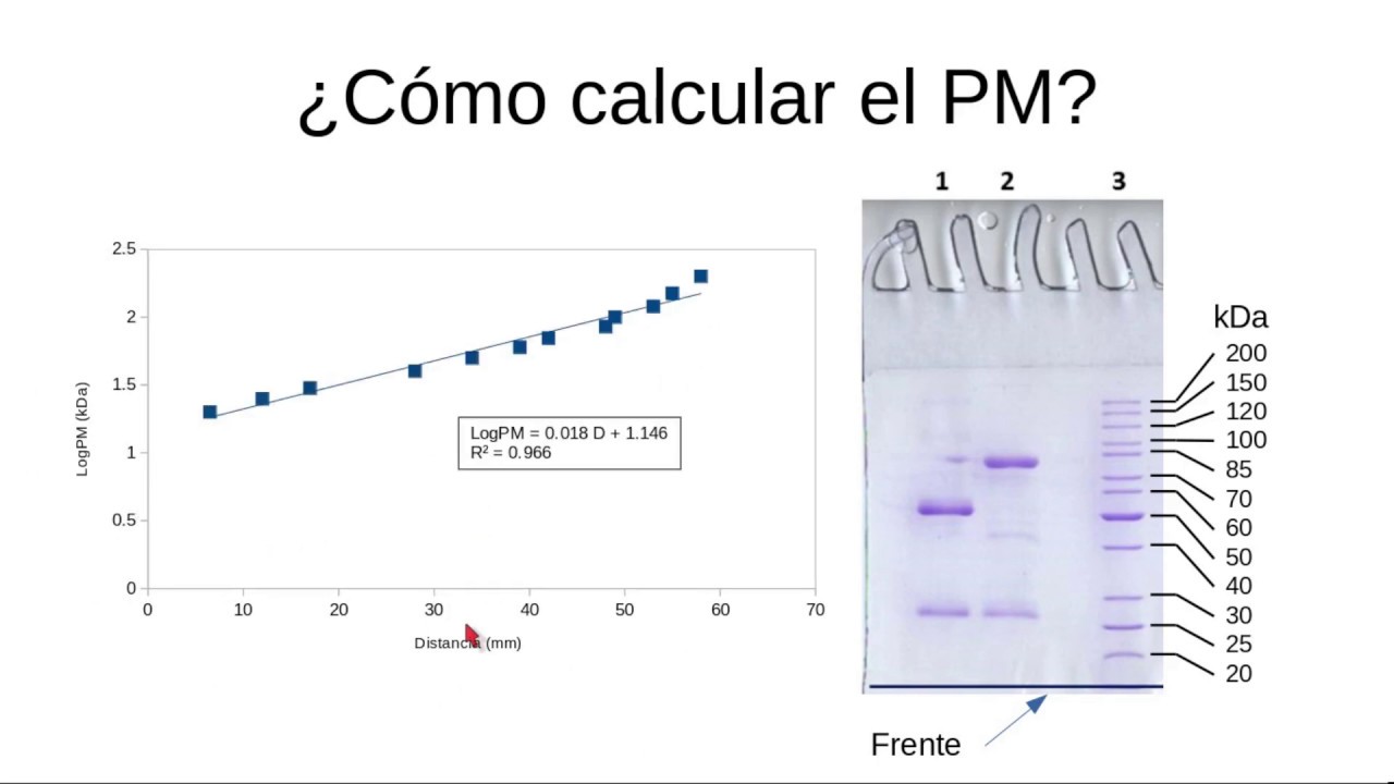 Electroforesis de proteínas en geles de poliacrilamida. 6 Tinción y cálculo  de PM - YouTube