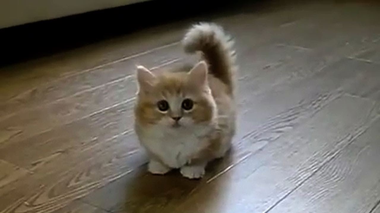 Super cute  cats  kittens in the world  Compilation 2021 