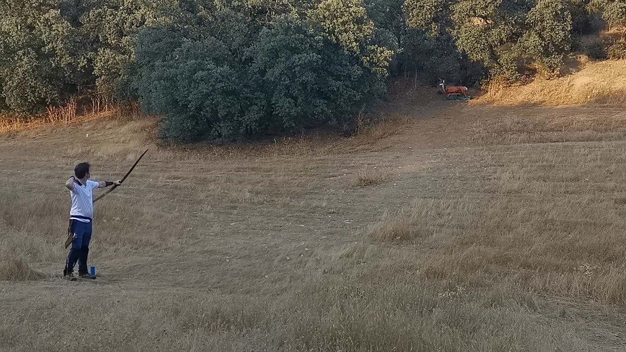 Falco Saga + Falco wooden arrows, quality flight test