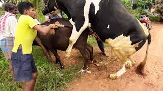 Bull breeding with cow #bull #cow #breeding #HF bull