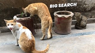 What the cats searching in plant pots by LONDONISM 18 views 1 month ago 3 minutes, 3 seconds