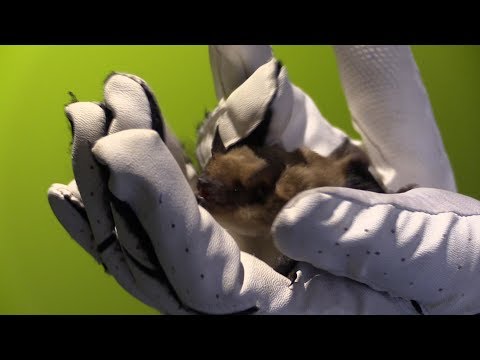 How the Saskatchewan Science Centre looks after its bats