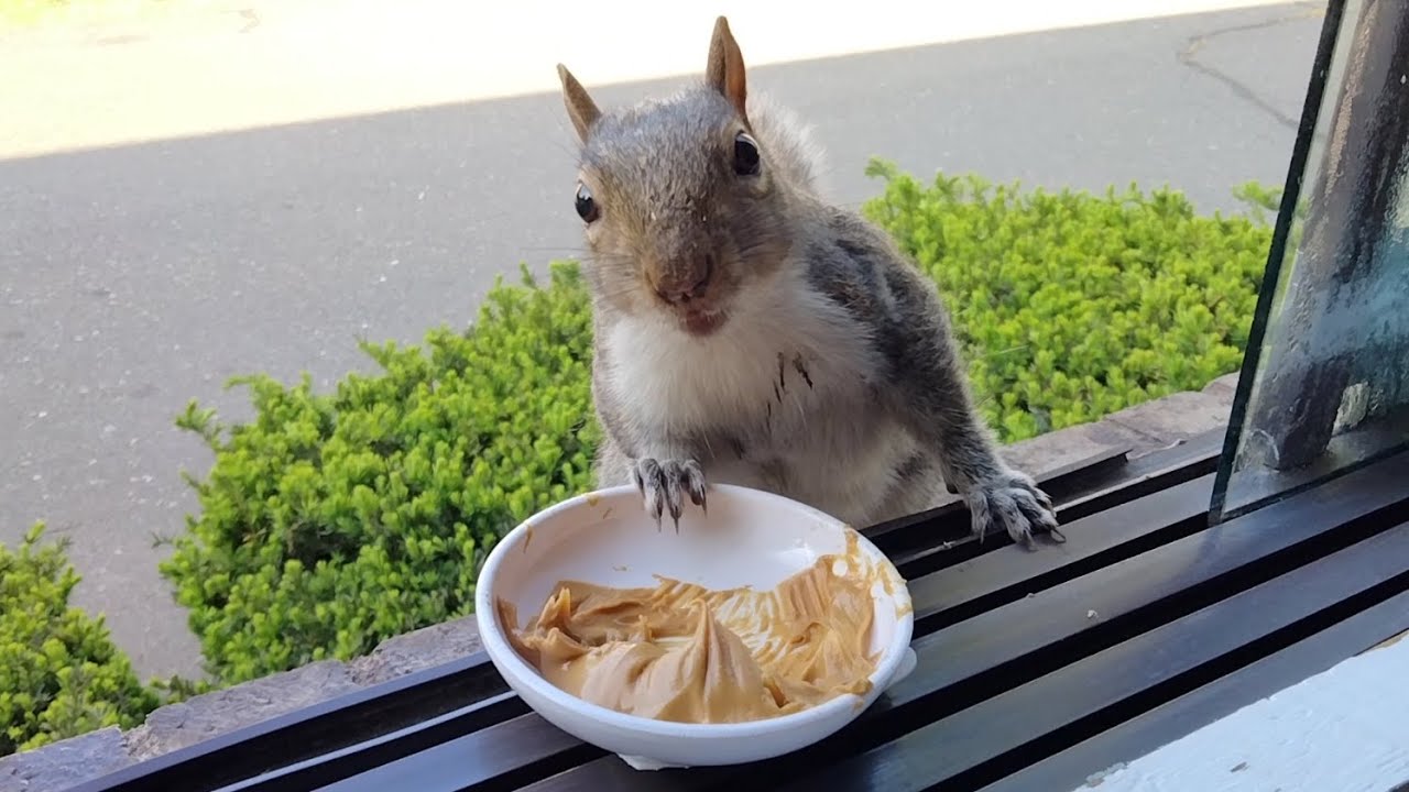 Cutie the squirrel feels my pain YouTube