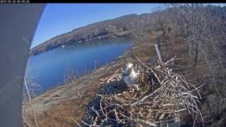 20210330 085830 Ophelia at her nest 090735