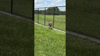 I made a new friend! #emu
