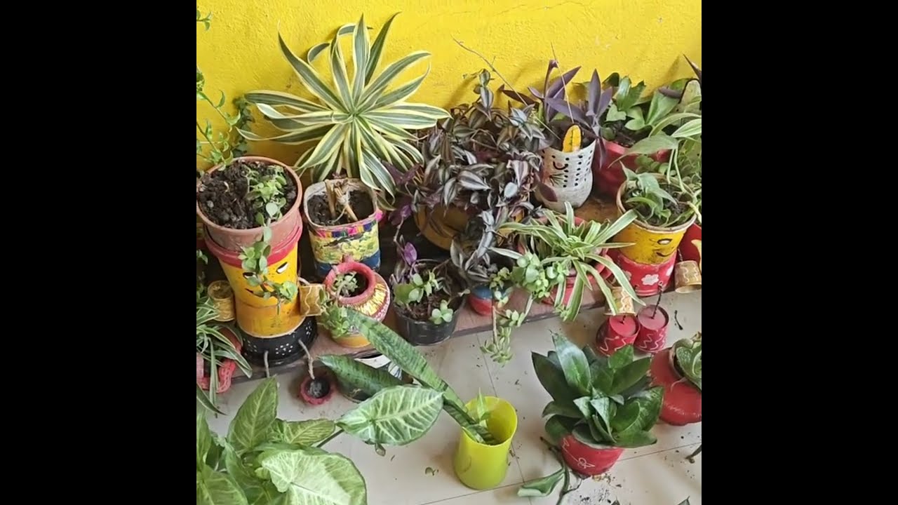 कम स्पेस व जीरो बजट में गार्डनिंग