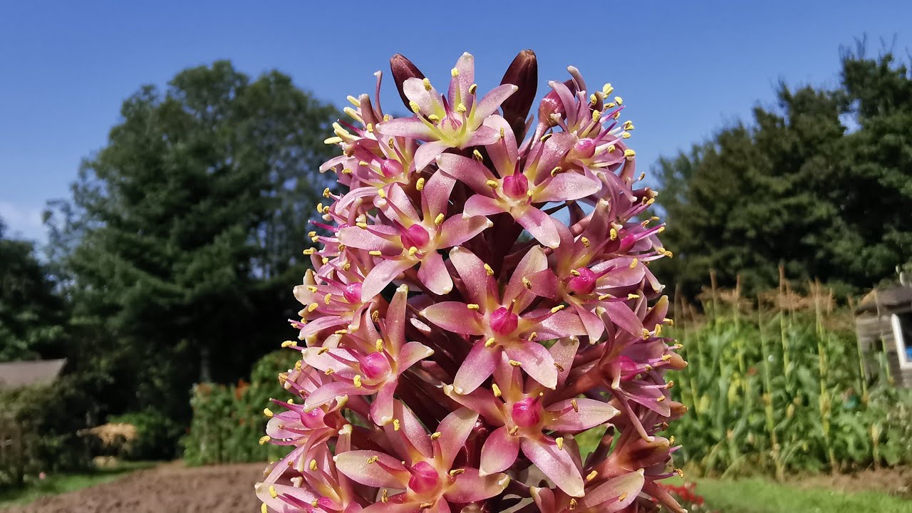Eucomis comosa Sparkling Burgundy, a Pineapple Lily with unusual foliage colour and long blooming