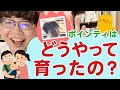 佐伯ポインティはどうやって育ったの？【エケチャンから中学生までのポ】