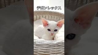 【デボンレックス】 #デボンレックス #goldenrex #emeraldspirit #ブリーダー #devonrex #子猫 #cfa #shorts #愛知 #猫 #こねこ #でぼんれっくす