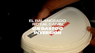 El balanceado Royal Canin, un gasto o inversión❓ by CANES py 21 views 7 months ago 2 minutes, 14 seconds
