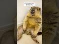 Uncle Marmots #marmot #mamochi #omochi #pets #shorts #sheddingseason