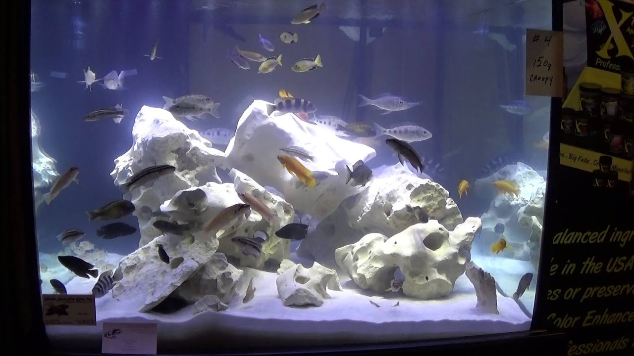 2014 aca display tank