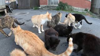 【猫島】たくさんの猫達が魚のお刺身を奪い合う