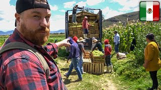 ALEMÁN trabajando en el CAMPO MEXICANO 🇲🇽 Un día en el Rancho @WeroWeroTV