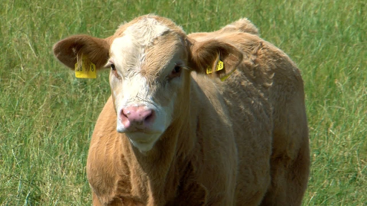 Extensive Rinderhaltung in Mecklenburg - YouTube