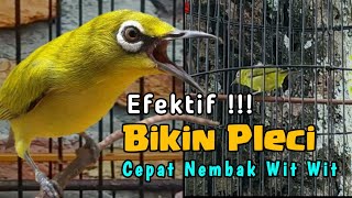 terapi pleci mudah ditirukan efektif cepat bikin pleci nembak wit wit