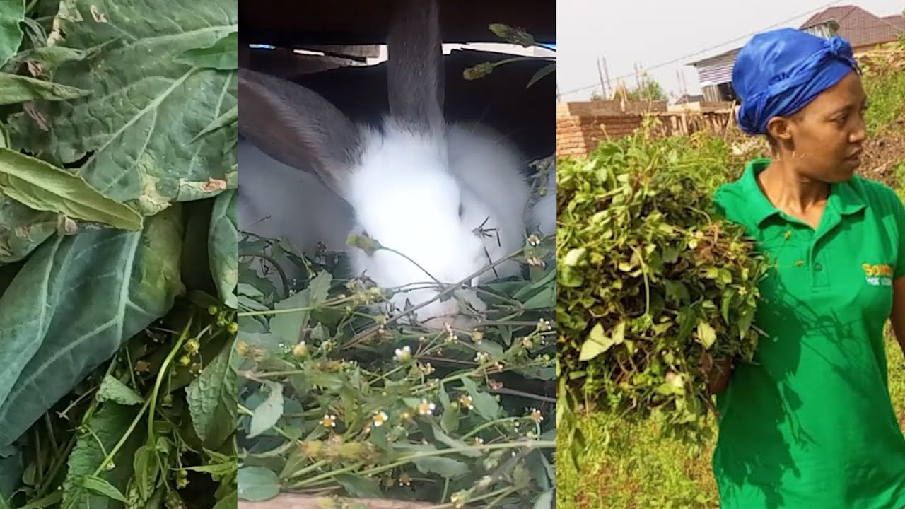 UBWATSI WAGABURIRA INKWAVU ZIKAGUHA UMUSARURO USHIMISHIJE