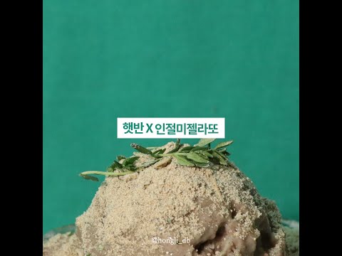[제작비지원] [햇반서포터즈] 밥으로 인절미 아이스크림 만들기 :: 인절미젤라또