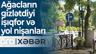 Ağacların gizlətdiyi işıqfor və yol nişanları:Baş verən qəzalardan kim məsuliyyət daşıyır?–ARB Xəbər