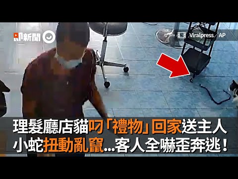 理髮廳店貓叼來「禮物」！小蛇扭動亂竄...客人全嚇歪奔逃｜寵物｜泰國｜黑白貓｜獵物