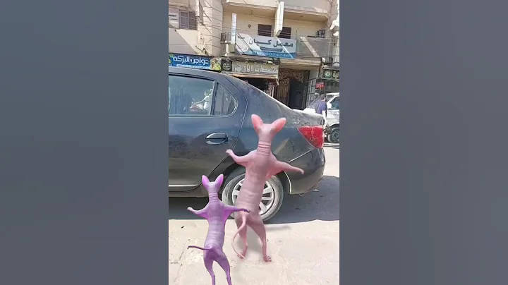 Video 10989951: sphynx cat cute lovely, cute funny sphynx cat, nice lovely cute cats, cat dance funny love, cat cute beautiful love