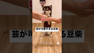 芸を披露する豆柴が可愛すぎる　　#豆柴　#柴犬　#犬　#かわいい #かわいい犬