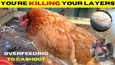 HOW MUCH FEED NEEDED FOR 100-500 LAYER CHICKEN | Poultry Farming