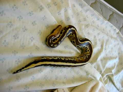 Borneo Short Tail Python Post Shed