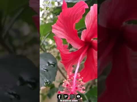 Vídeo: El ginebre és una planta amb flors?