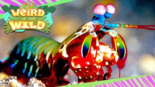 Animal or Alien? Unbelievable Facts About the Mantis Shrimp | WEIRD IN THE WILD