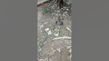 Cuộc đối đầu giữa rắn hổ mang cực độc với chim bìm bịp