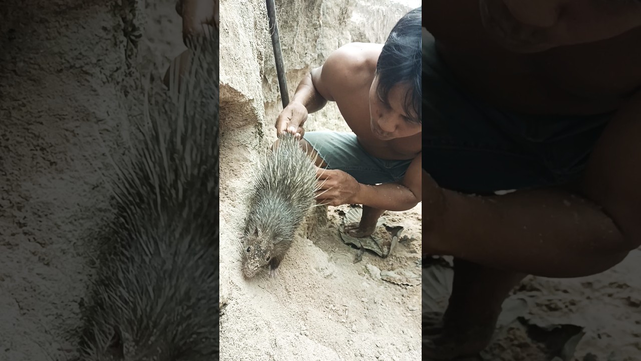 Found a baby  Scorpion in a hole in the ground