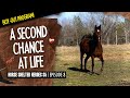 Horse Shelter Heroes S5E8 | A Second Chance At Life