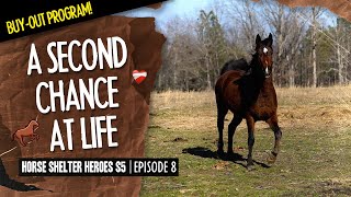 Horse Shelter Heroes S5E8 | A Second Chance At Life by Horse Plus Humane Society 55,075 views 1 month ago 1 hour, 4 minutes