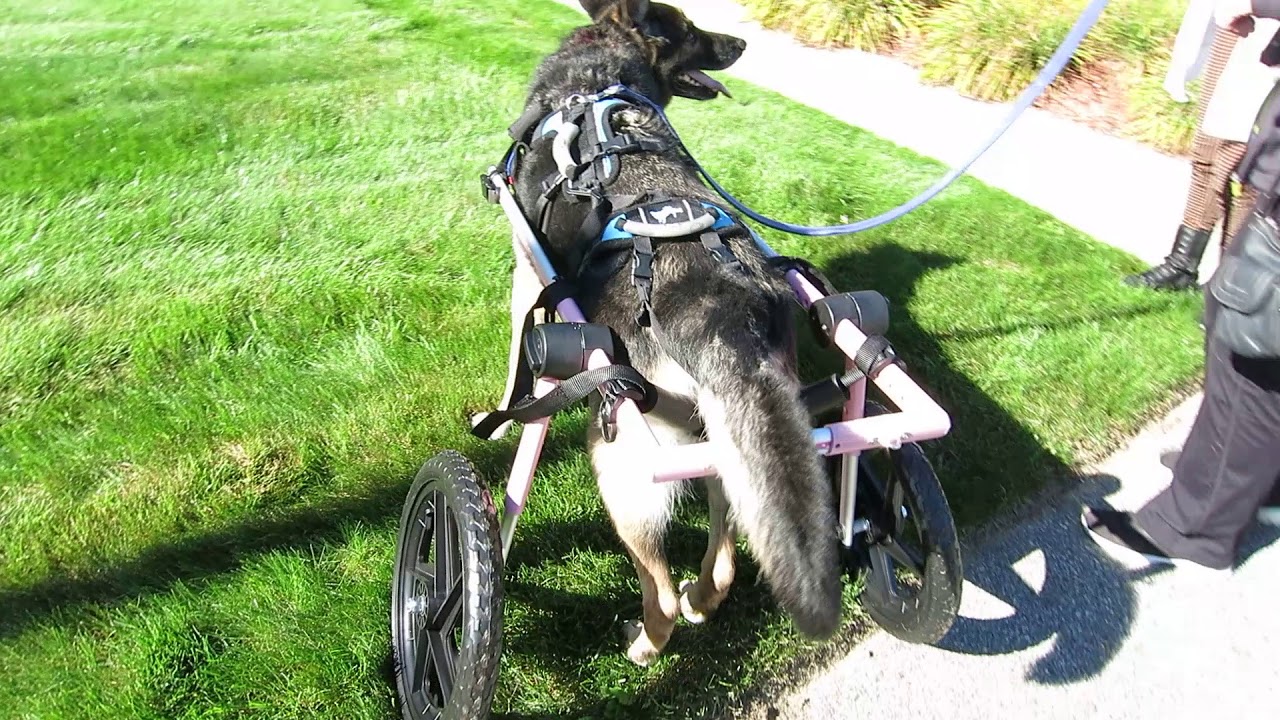 wheelchair sign Hiedi the German Shepherd is so Happy in her New Wheels!