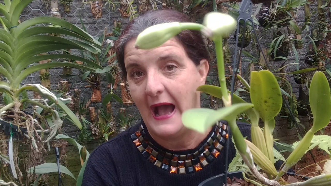 UM truque novo com o alho e cuidados,e cuidados básicos com às ORQUIDEAS